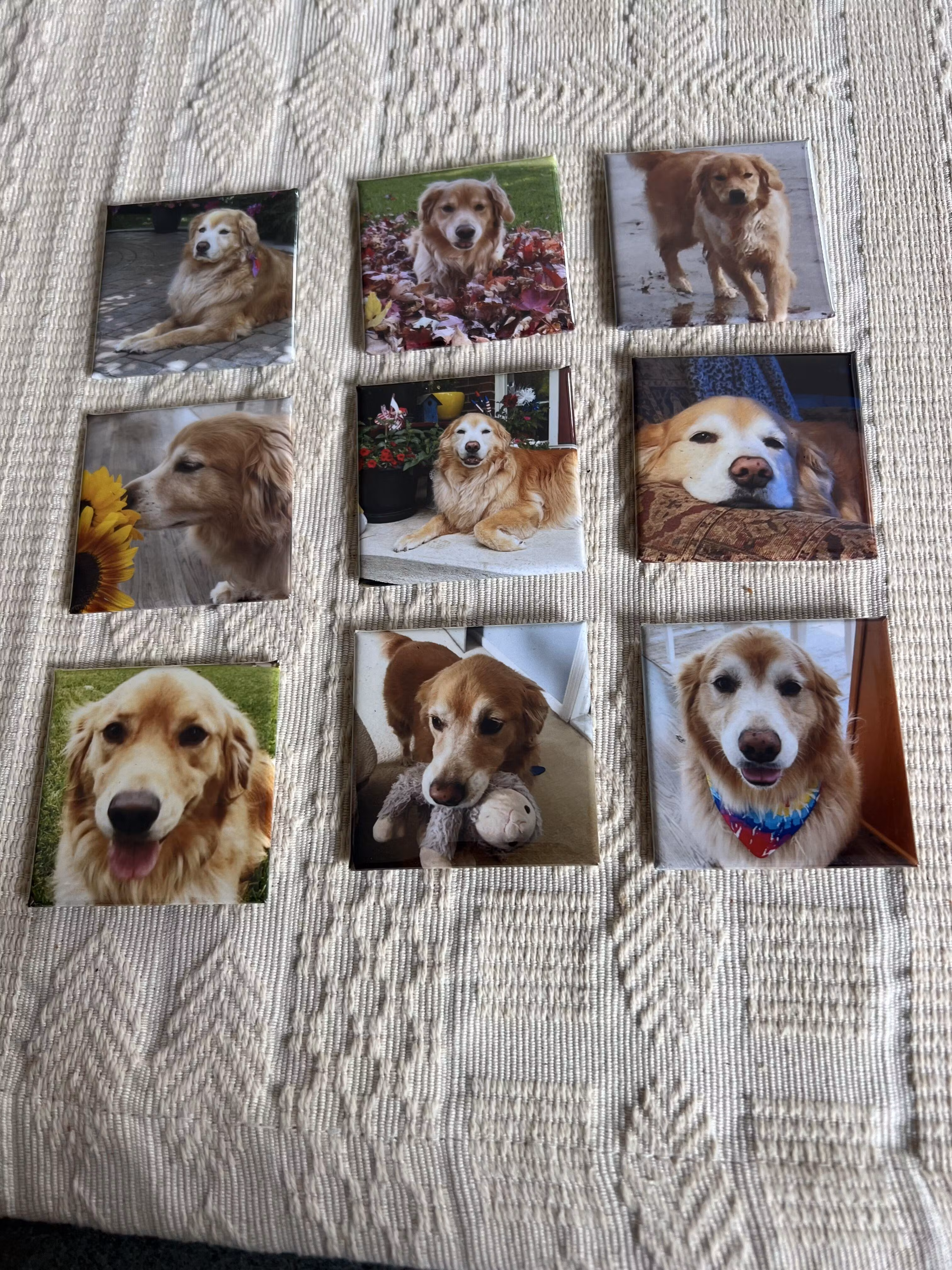 مغناطيس الحيوانات الأليفة